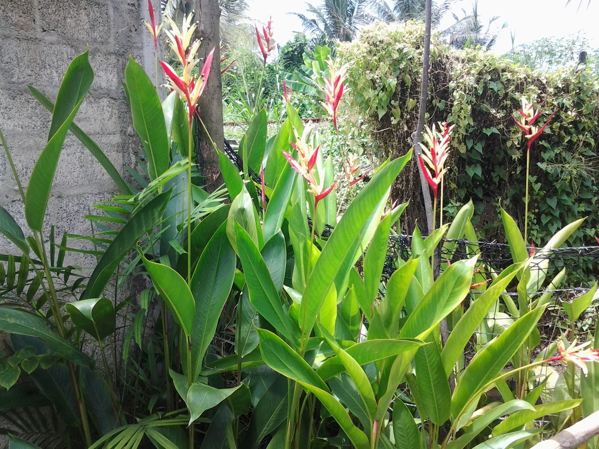 Orchid Villa #10 Hikkaduwa Exterior photo